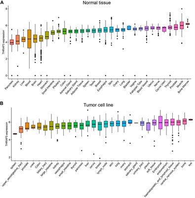 Pan-cancer and single-cell analysis reveal THRAP3 as a prognostic and immunological biomarker for multiple cancer types